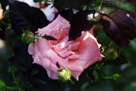 Photo of a hidden rose